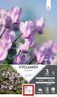 Cyclamen Neapolitanum 13/15 X3